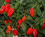 Fatalii Red